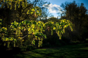 USA, Oregon, Scio, Big Leaf Maple leaves and flowers (Acer macrophyllum).