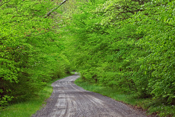 Gravel road to Tremont, Walker Valley, Great Smoky Mountains National Park, TN