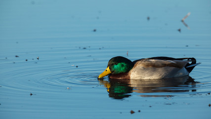 USA, Oregon, Baskett Slough National Wildlife Refuge, Mallard (Anas plathyrhynchos) drake.