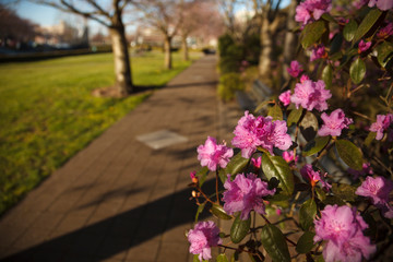 Fototapeta na wymiar USA, Oregon, Salem, State Capitol State Park, azalea and sidewalk in the park.
