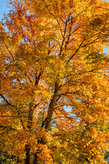 USA, Tennessee. Great Smoky Mountains National Park, Autumn maple tree along the Foothills Parkway