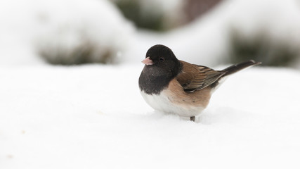USA, Oregon, Keizer, Dark-eyed Junco (Junco Hyemalis) in snow in backyard.