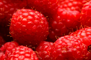 USA, Oregon, Keizer, locally grown raspberries.