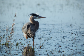 Usa, Oregon, Baskett Slough National Wildlife Refuge, Great Blue Heron (Ardea herodias).