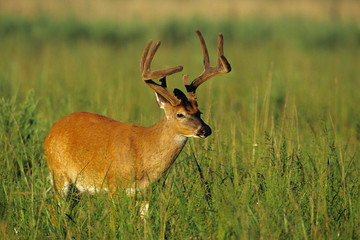 White-tailed Deer (Odocoileus Virginianus) 8-point buck in velvet, Tennessee