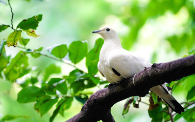 bird on a branch