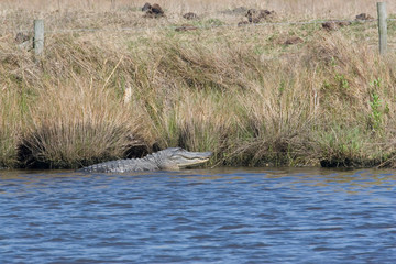 USA - Texas - American Alligator