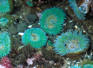 USA, Oregon, Nepture SP. Sea anemone display their beautiful colors in the ride pools at Nepture State Park on the Oregon coast. © Ric Ergenbright/Danita Delimont