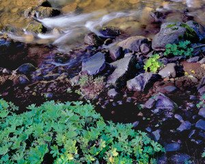 USA, Oregon, North Santiam River. Plants thrive from the mist and water of the North Santiam River,...