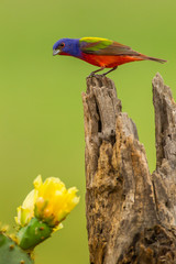 USA, Texas, Hidalgo County. Male painted bunting on stump next to prickly pear blossoms. Credit as: Cathy & Gordon Illg / Jaynes Gallery / DanitaDelimont.com