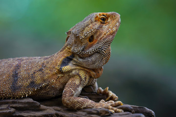 green iguana on the rock