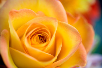 USA, Oregon, Bend. A close-up of a yellow rose reveals delicate pink petal tips in Bend, Oregon.