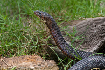 Indigo Snake (Drymarchon corais) drinking at south Texas pond
