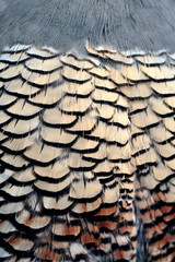 USA, Oregon, Bend. A detail of the belly feathers of a California quail shows the wonderful graphic pattern in Bend, Oregon.
