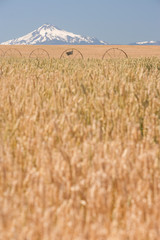 Wheatfield near harvest time in summer, Mt. Jefferson in the background, near Redmond, Eastern Oregon, USA