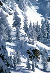 USA, Oregon, Crater Lake NP. Winter snow flocks the trees and high meadows of Crater Lake National Park, Oregon.