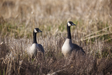 USA, Oregon, Baskett Slough National Wildlife Refuge, a pair of Canada Geese (Branta canadensis).