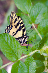 Fototapeta na wymiar USA, Oregon, Bend. Western tiger swallowtail butterfly on rosa rogusa leaves in Bend, Oregon.