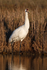 Whooping Crane (Grus americana) wintering at Aransas National Wildlife Refuge, Texas