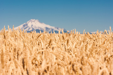 Wheatfield near harvest time in summer, Mt. Jefferson in the background, near Redmond, Eastern...