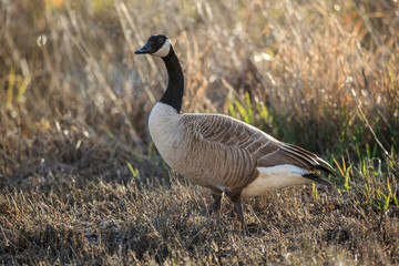 USA, Oregon, Baskett Slough National Wildlife Refuge, Canada Goose (Branta canadensis).