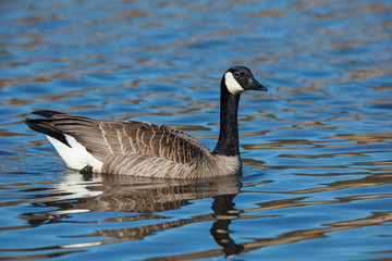 USA, Oregon, Baskett Slough National Wildlife Refuge, Canada Goose (Branta canadensis).