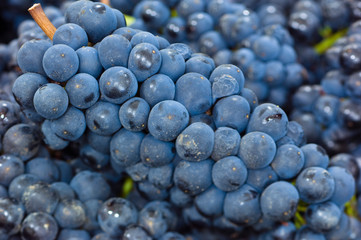NA; USA; Oregon; Willamette; Pinot Noir; Grapes (Selective Focus)