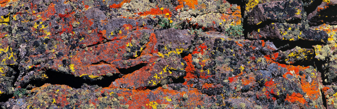 USA, Oregon, Steens Mountain. Map lichen grows red, orange and yellow on the rocks of Steens Mountain, Oregon.