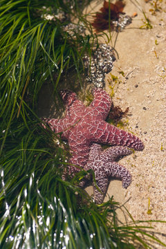 Pisaster Sea Stars, Haystack Rock, Cape Kiwanda State Park, Oregon Coast, USA, late spring