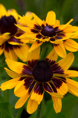 Obraz premium USA, Oregon. Rudbeckia Hirta 'Cherokee Sunset' Credit as: Jean Carter / Jaynes Gallery / DanitaDelimont.com