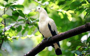 bird on branch