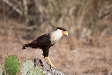 Crested Caracara (Caracara cheriway) on log Starr County, Texas, USA.