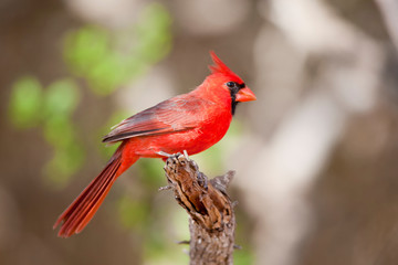 Northern Cardinal (Cardinalis cardinalis) male Starr, Texas, USA.