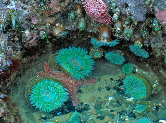 USA, Oregon, Nepture SP. Sea anemone cluster in the tide pools at Strawberry Hill on the Pacific ocean of Oregon. © Ric Ergenbright/Danita Delimont
