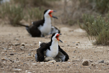 Obraz premium Black Skimmer (Rynchops Niger), adult with young, Port Isabel, Laguna Madre, South Padre Island, Texas, USA