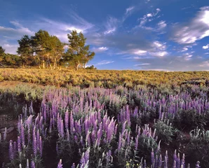Foto op Canvas USA, Oregon, Steens Mountain. Lupine fill Whorehouse Meadow on Steens Mountain in southeast Oregon. © Ric Ergenbright/Danita Delimont