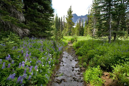 USA, Oregon, Three Fingered Jack. Canyon Creek flows past lupine near Three Fingered Jack in the Deschutes National Forest, Oregon.