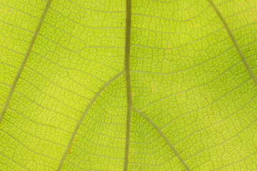 Close up leaf texture Natural stylish background