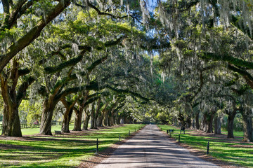 Naklejka premium Boone Hall Plantation Oak lined road, Charleston, South Carolina