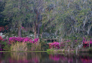 USA, South Carolina. Blooming azaleas on Middleton Plantation. Credit as: Nancy Rotenberg / Jaynes Gallery / DanitaDelimont.com