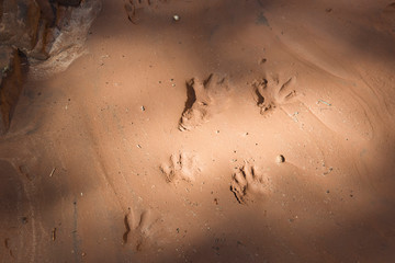 USA, Utah, Bluff, Sand Island Animal Tracks of Opossum