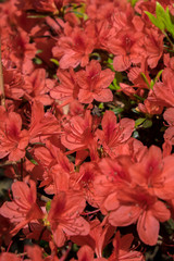 Orange azalea, Charleston, South Carolina, Usa