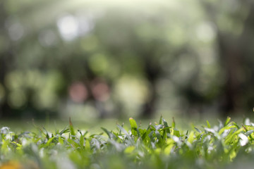 Morning light in nature and green leaves