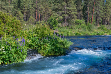 USA, Oregon, Deschutes National Forest, Summer wildflowers and pine forest along the Metolius...
