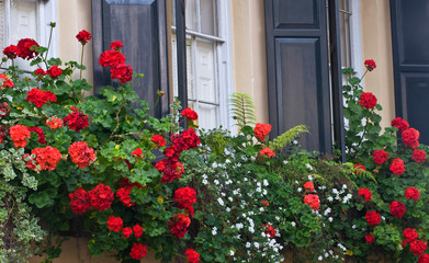 Fototapeta na wymiar USA, South Carolina, Charleston. Blooming geraniums in flower boxes outside home. Credit as: Nancy Rotenberg / Jaynes Gallery / DanitaDelimont.com