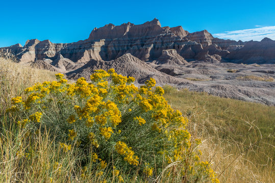Rabbitbrush and Grasslands, Badland National Park, South Dakota