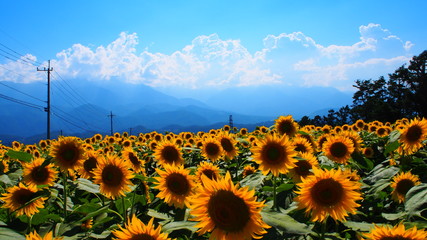 一面のひまわり畑