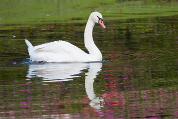 Mute Swan in small pond reflection springtime Middleton Place Plantation, South Carolina