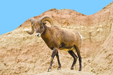 USA, South Dakota, Badlands National Park, Full Curl Bighorn Sheep Climbing Down roadside hill
