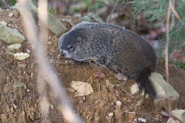 USA, Tennessee. The groundhog (Marmota monax), also known as the woodchuck, land beaver, or whistlepig, is a rodent of the family Sciuridae.